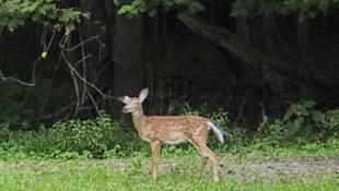 A faun on the side of Zena Road